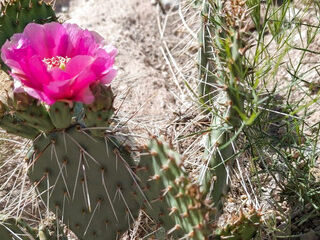 Little Linda in the Middle of the Desert My Jacuzzi